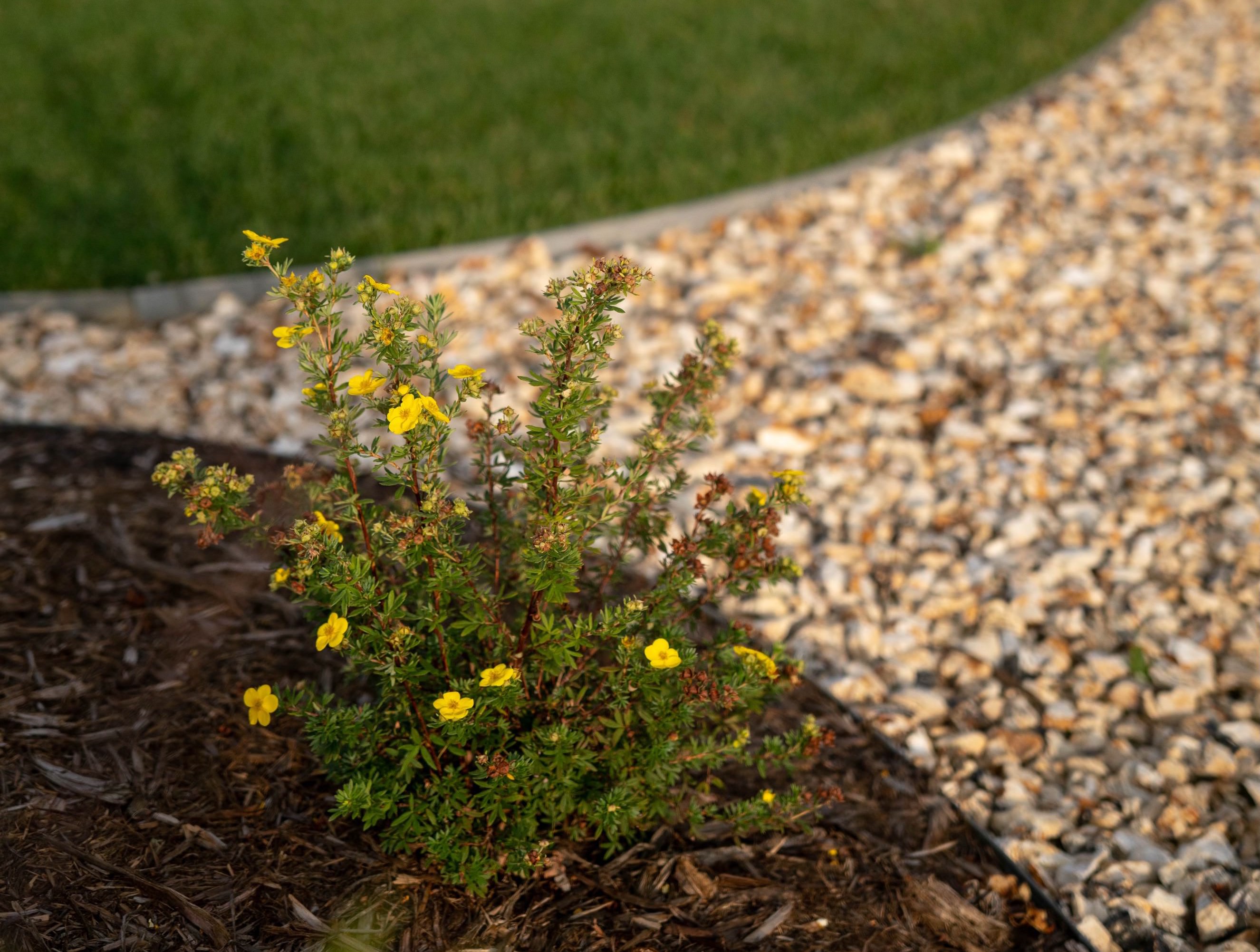 Landscape design in Stratmoor, CO