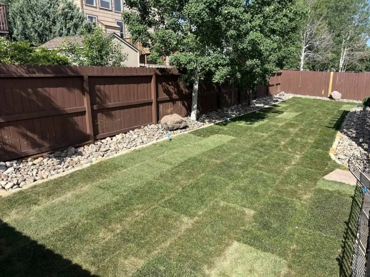 Fresh sod backyard with rock border and fence installed by CN Landscaping